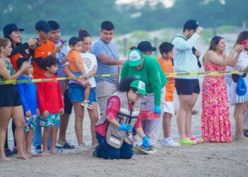 Disfrutan liberación de crías de tortuga lora en Playa Miramar