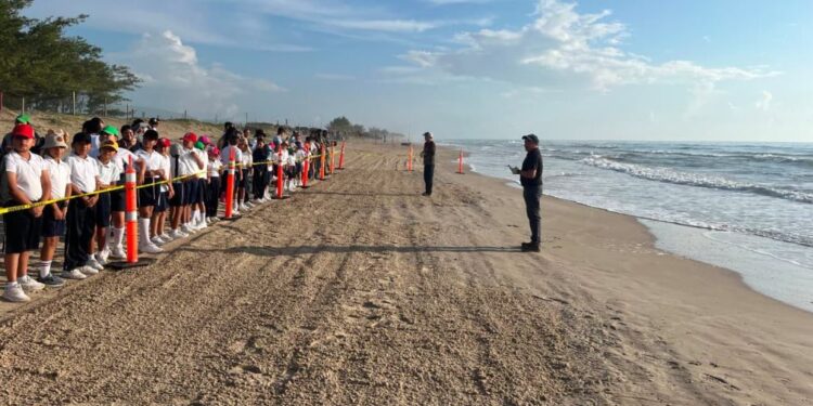 Fortalece Tamaulipas educación ambiental mediante liberación de crías de tortuga lora