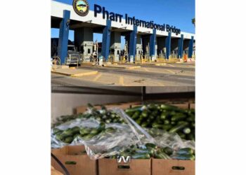 Hallan 126 kilos de cocaína ocultos en cargamento de pepinos
