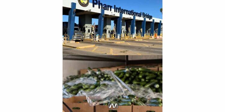 Hallan 126 kilos de cocaína ocultos en cargamento de pepinos