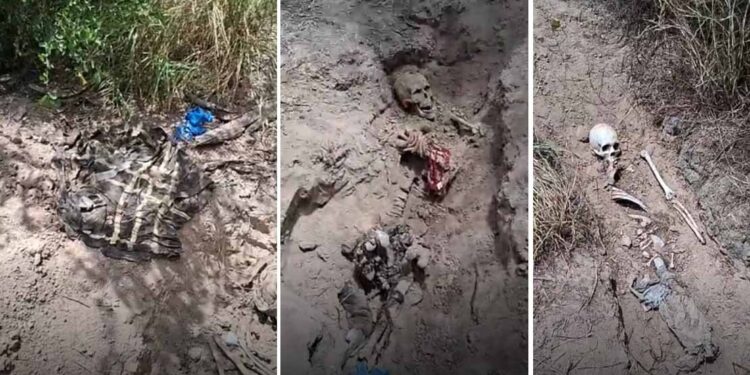 Hallan siete fosas clandestinas en Miguel Alemán