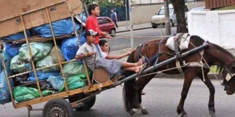 Piden endurecer sanciones por maltrato a animales de carga en Tamaulipas