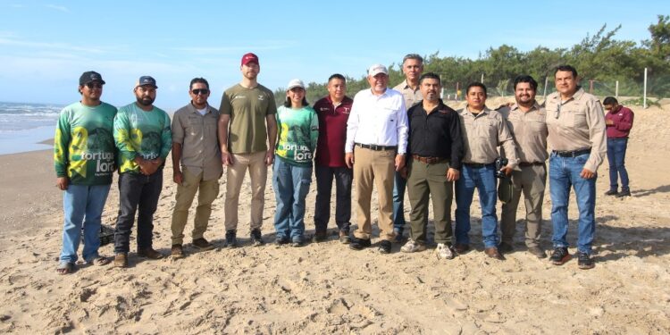 Consolida Tamaulipas liderazgo en la protección de la tortuga lora