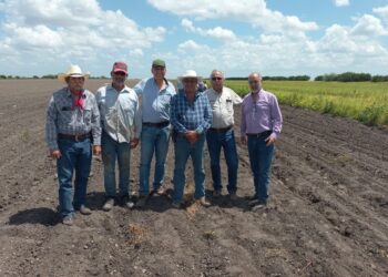 Supervisan avance del cultivo de frijol guar en el norte de Tamaulipas