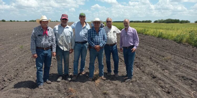 Supervisan avance del cultivo de frijol guar en el norte de Tamaulipas