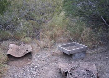 Descubren campo de exterminio con restos humanos en Reynosa