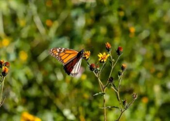 Monitorean llegada de mariposa monarca a Tamaulipas