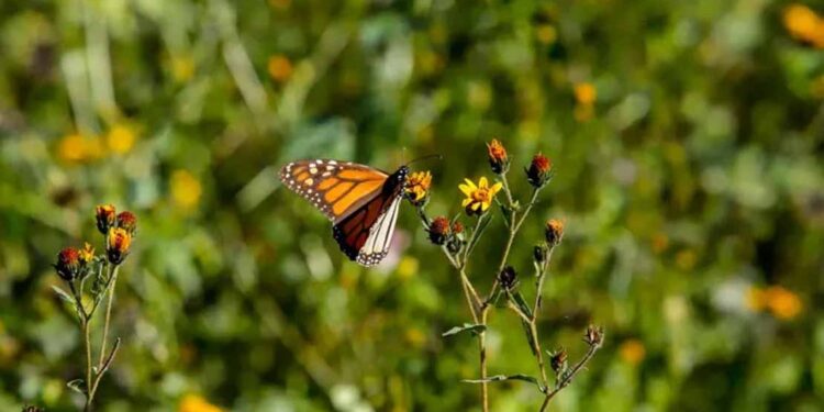 Monitorean llegada de mariposa monarca a Tamaulipas