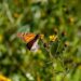 Monitorean llegada de mariposa monarca a Tamaulipas