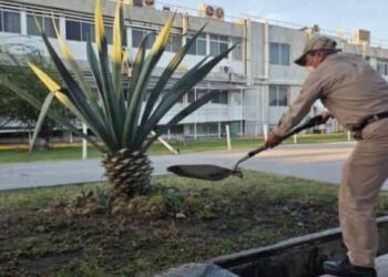 Pemex participa en la 2ª Jornada Nacional de Lucha contra el Dengue, Chikungunya y Zika 2026
