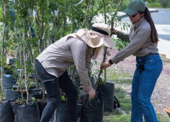 Contribuye SEDUMA a estrategia de reforestación con más de 134 mil manglares y árboles nativos