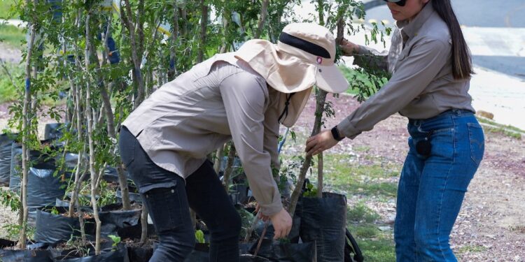 Contribuye SEDUMA a estrategia de reforestación con más de 134 mil manglares y árboles nativos