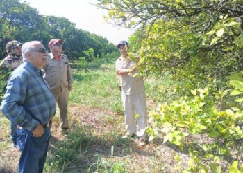 Bioinsumos abren camino a la recuperación de huertas citrícolas en Güémez