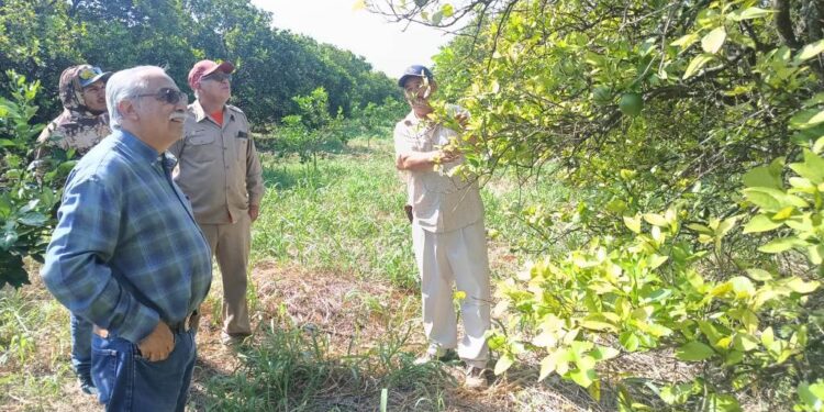 Bioinsumos abren camino a la recuperación de huertas citrícolas en Güémez