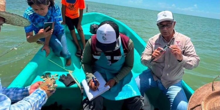 Dan seguimiento técnico al crecimiento de la actividad ostrícola en la Laguna Madre