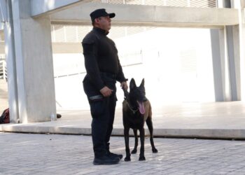 Obtienen binomios K-9 de la Guardia Estatal primeros lugares de su especialidad en certificación canina