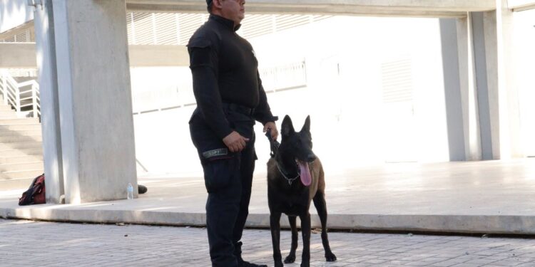 Obtienen binomios K-9 de la Guardia Estatal primeros lugares de su especialidad en certificación canina