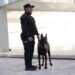 Obtienen binomios K-9 de la Guardia Estatal primeros lugares de su especialidad en certificación canina