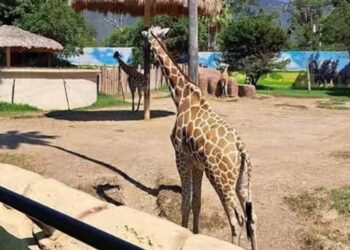 Zoológico Tamatán revisará condiciones de los animales