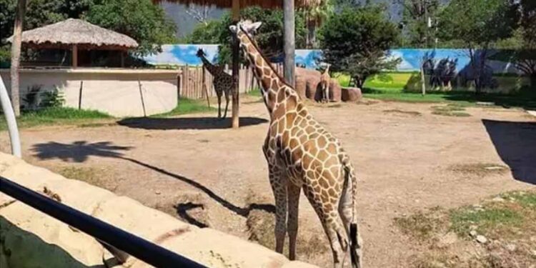 Zoológico Tamatán revisará condiciones de los animales