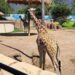 Zoológico Tamatán revisará condiciones de los animales