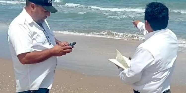 Refuerzan vigilancia y protección de tortugas marinas en campamentos de Tamaulipas