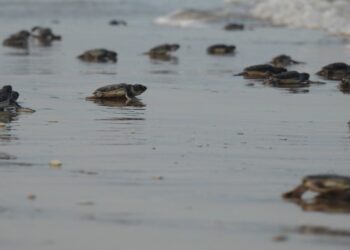 Mantiene Tamaulipas acciones de conservación de tortuga lora durante la recta final de la temporada