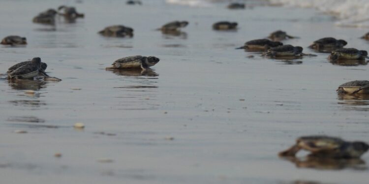 Mantiene Tamaulipas acciones de conservación de tortuga lora durante la recta final de la temporada
