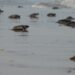 Mantiene Tamaulipas acciones de conservación de tortuga lora durante la recta final de la temporada