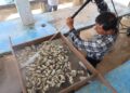 Supervisan unidades de producción de ostión en Las Higuerillas, municipio de Matamoros