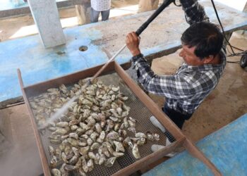 Supervisan unidades de producción de ostión en Las Higuerillas, municipio de Matamoros