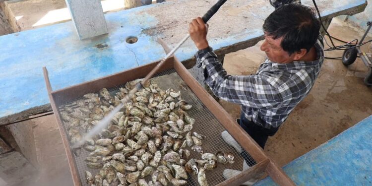 Supervisan unidades de producción de ostión en Las Higuerillas, municipio de Matamoros