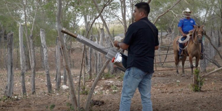 Intensifica Tamaulipas acciones de control en predios afectados por gusano barrenador