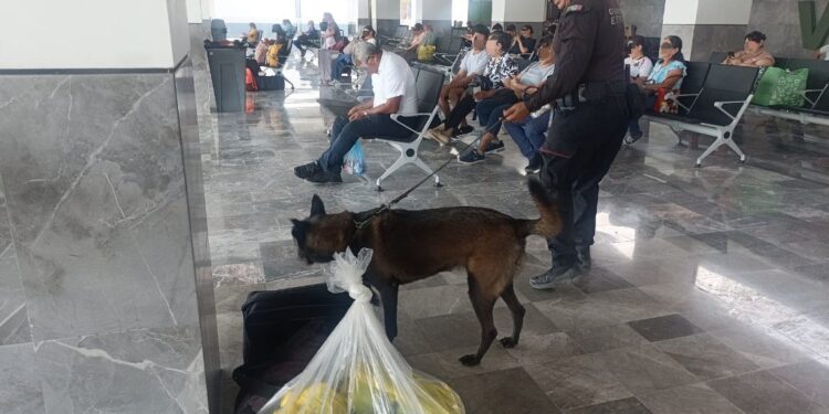 Binomios K-9 de la Guardia Estatal refuerzan la seguridad en Central de Autobuses de Ciudad Victoria