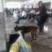 Binomios K-9 de la Guardia Estatal refuerzan la seguridad en Central de Autobuses de Ciudad Victoria