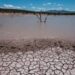 Bajo presión ganaderos por falta de lluvias